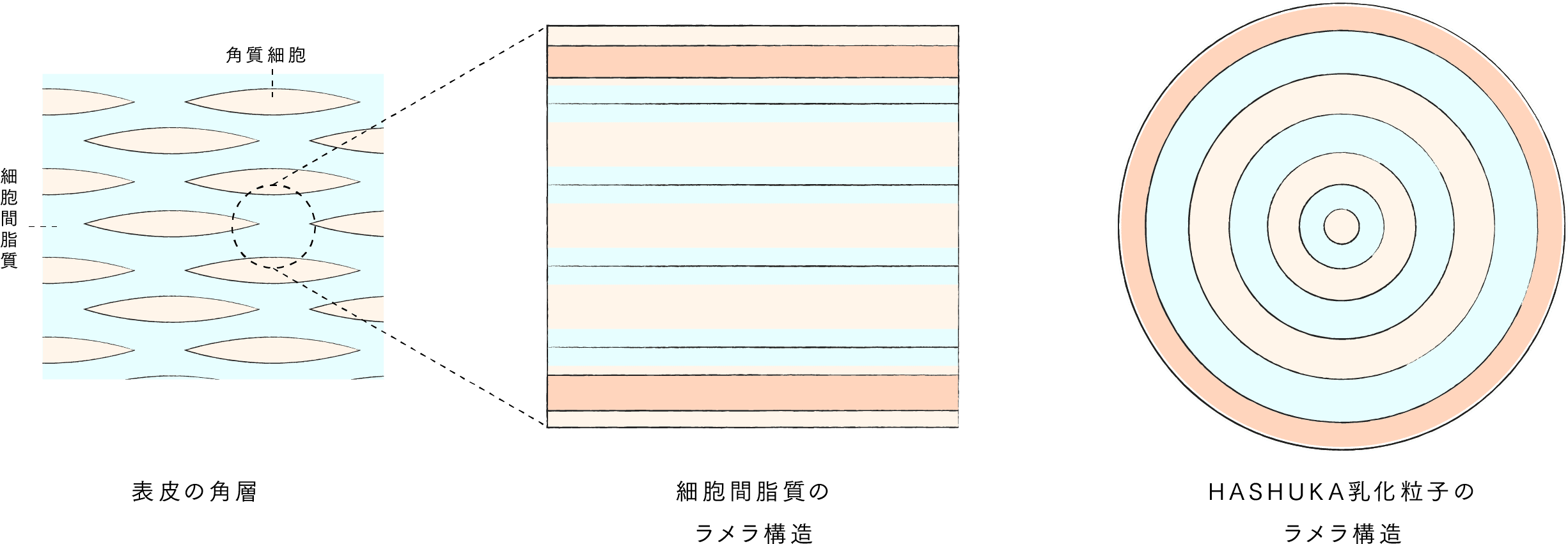 表皮の角層 細胞間脂質のラメラ構造 HASHUKA乳化粒子のラメラ構造